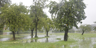 Hochwasser auf einer Streuobstwiese