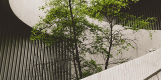 Baum in Industriegebiet.
