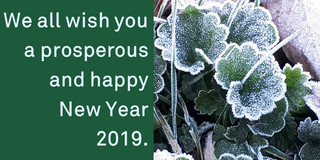 SPRING Greetings for New Year 2019 The picture shows frozen flowers beside of SPRING Greetings